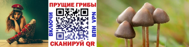 купить   Медвежьегорск  MEGA   Псилоцибиновые грибы Psilocybine cubensis 